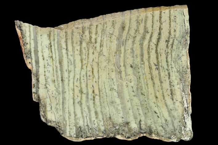 Strelley Pool Stromatolite Slab - Billion Years Old #130609